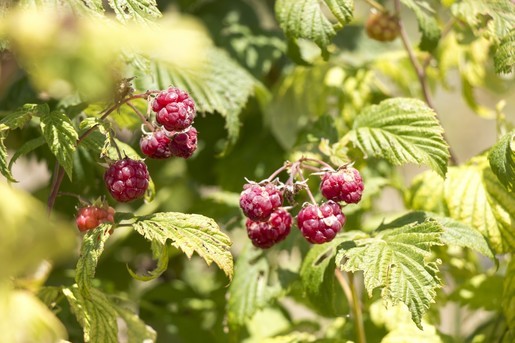 ktima-bellou-farm-raspberry-cultivations