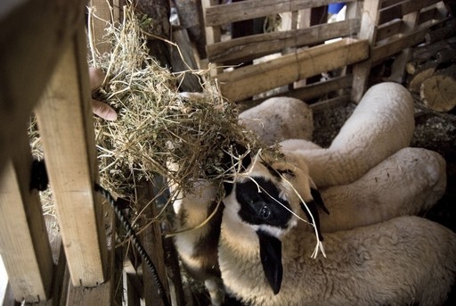 Farm_sheep