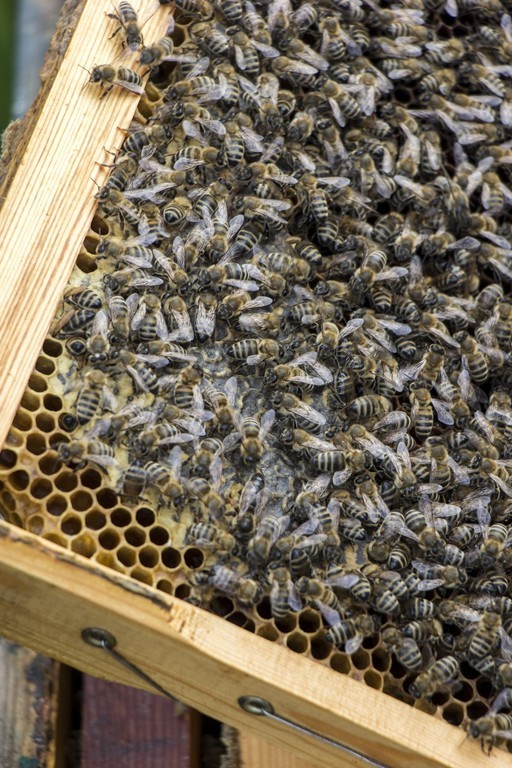 ktima-bellou-beekeeping-activity-beehive