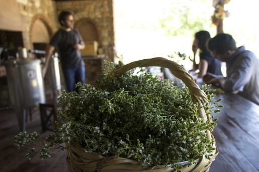 ktima-bellou-farm-essential-oil-distillation-activity-3