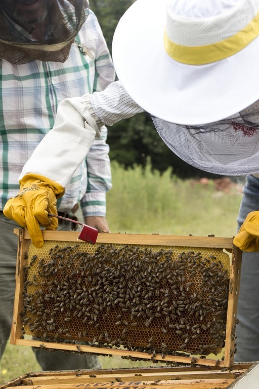 ktima-bellou-beekeeping-activity-in-situ-beehive-handling