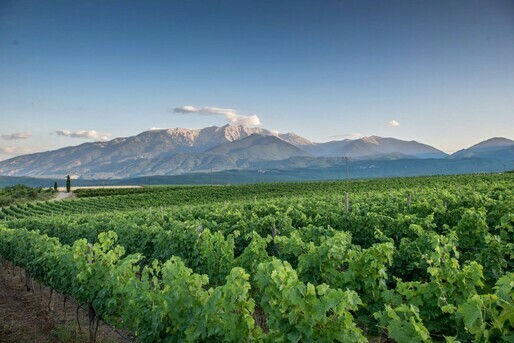 Organic vineyards on the foothills of mount Olympus