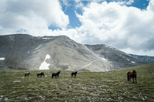 Wild horses on Olympus' highlands