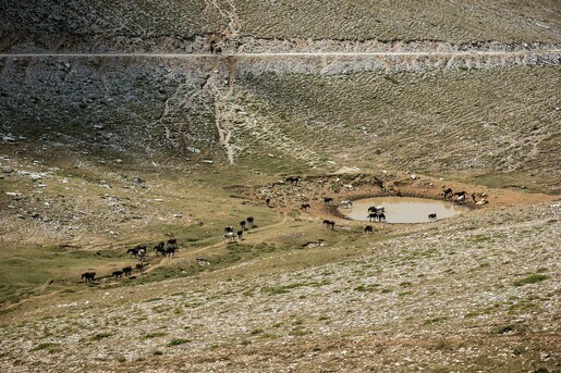 ktima-bellou-olympus-wild-horses