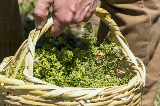 ktima-bellou-farm-collecting-oregano-2-n